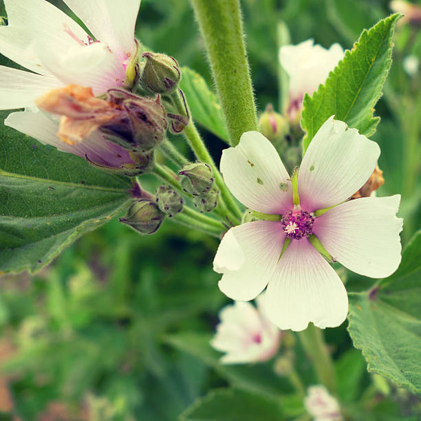 wspaniałe zdjęcie coraz bogatsza mallow - marsh mallow plant zdjęcia i obrazy z banku zdjęć