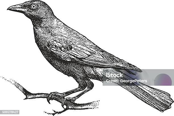 일반구관조 검은새에 대한 스톡 벡터 아트 및 기타 이미지 - 검은새, 새, 일반구관조