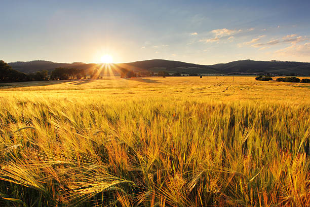 istock Wheat field - agriculture farm, industry 500278479