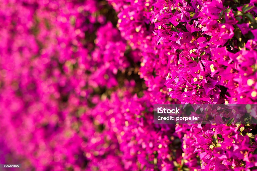 Pinkness a wall covered with bouganville flowers Beauty In Nature Stock Photo