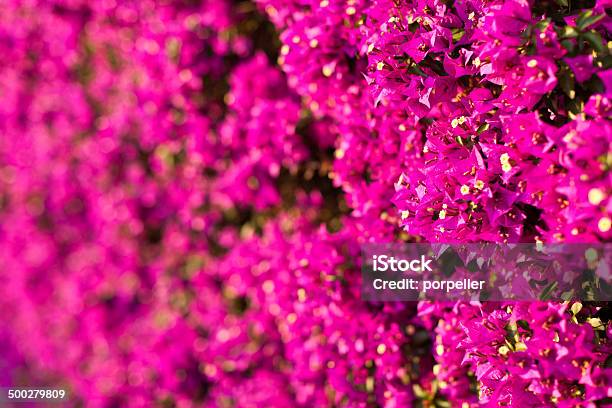 Pinkness Stock Photo - Download Image Now - Beauty In Nature, Blossom, Bougainvillea