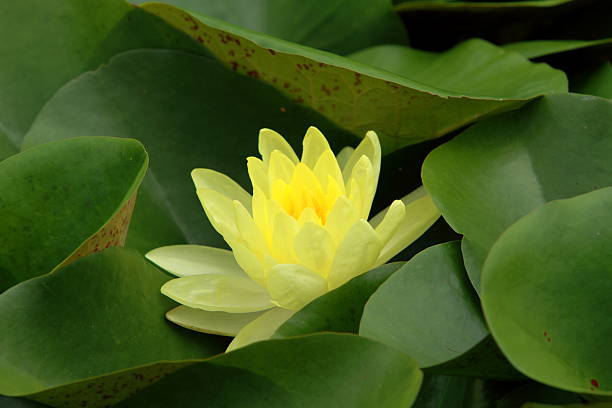 istock lotus flower in the pond 500280561