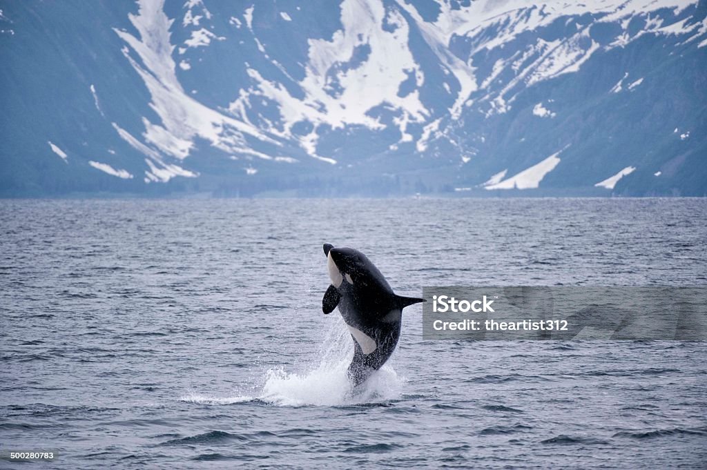 Free Willy Orca breaching in Seward, Alaska Alaska - US State Stock Photo
