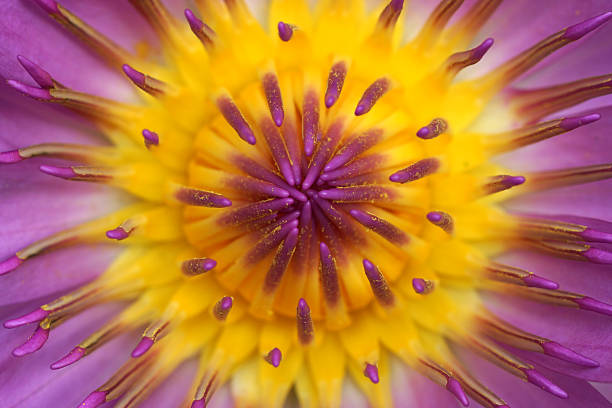 istock Pink Lotus flower, waterlily. 500281275