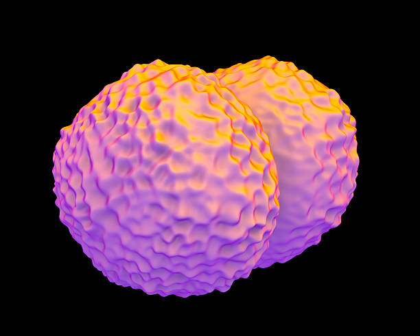 Neisseria meningitidis bacteria, artwork