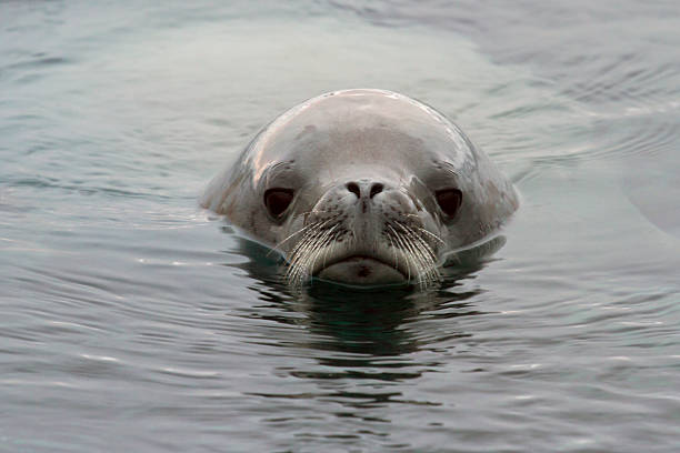 istock portrait crabeater seal floating  in Antarctic waters 500281909