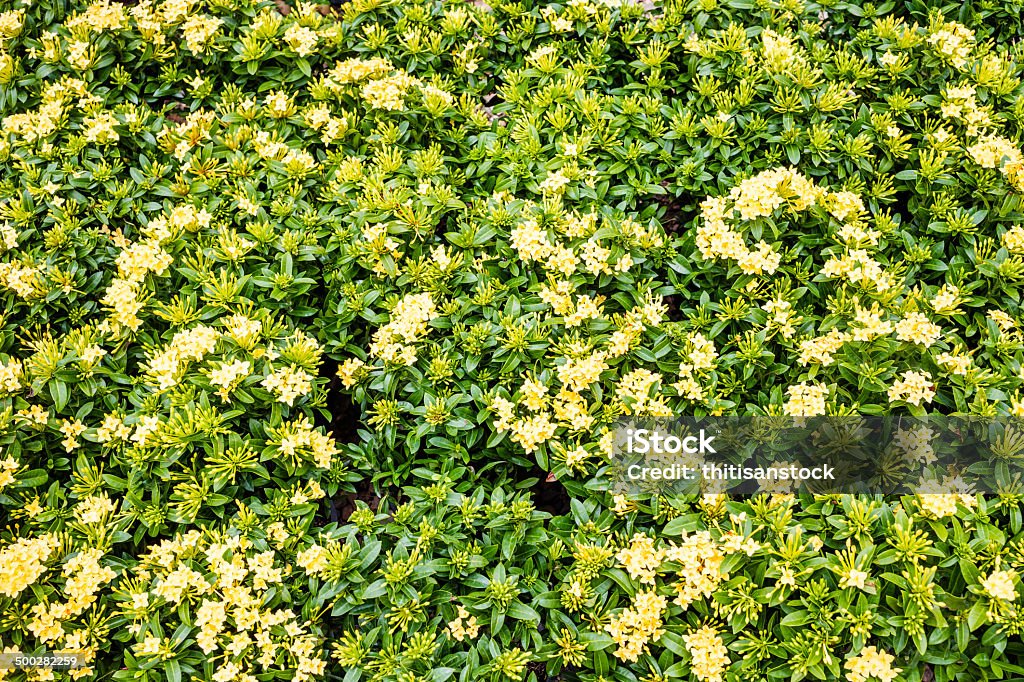Kleine Gelbe Blumen Hintergrund - Lizenzfrei Bildhintergrund Stock-Foto