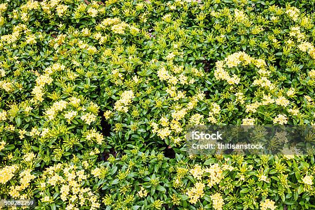 Kleine Gelbe Blumen Hintergrund Stockfoto und mehr Bilder von Bildhintergrund - Bildhintergrund, Bildkomposition und Technik, Blatt - Pflanzenbestandteile
