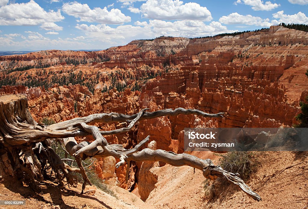 ブライス・キャニオンで Bristlecone ツリー - アメリカ合衆国のロイヤリティフリーストックフォト