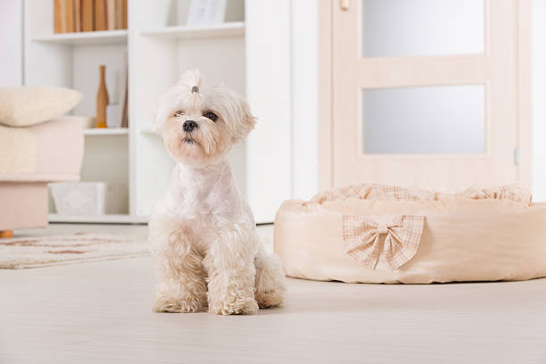 istock Young, small dog at home 500282657