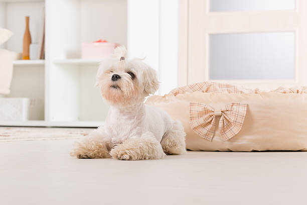 istock Little dog laying at home 500282659