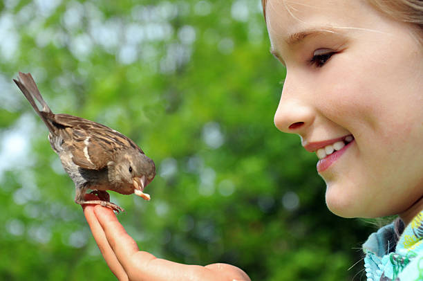 istock Beautiful girl feeding sparrow 500282801