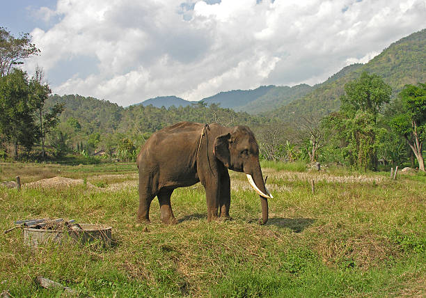 istock Bull Elephant stands in clearing 500283109