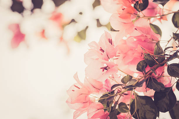 Papier vintage avec des fleurs ou les bougainvillées - Photo