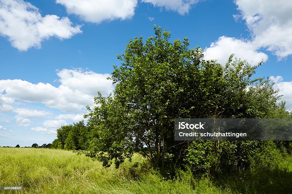 Landscape with trees, bushes and blue sky with white clouds Cultural landscape in Schleswig-Holstein (north Germany) with trees and bushes taken on a sunny day with a blue sky and white fleecy clouds. Agriculture Stock Photo