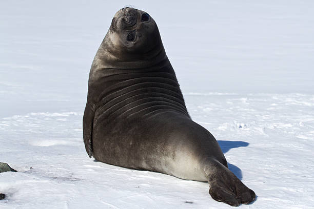 istock Pups southern elephant seals in the snow 500288545