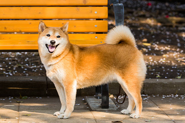 Black shiba inu isolated on white background