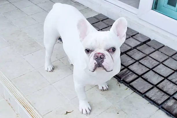 white French-bulldog in the house