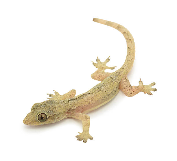istock House lizard - gekco isolated on white background 500289463