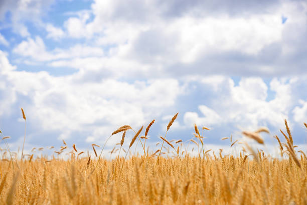 istock Ripe wheat field against sky 500289677