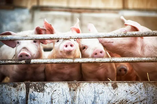 Happy pigs living  on organic ecological farm in Denmark..