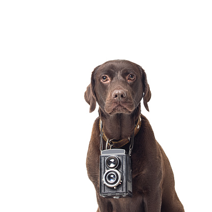 Photographer dog on isolated white background, studio shot.