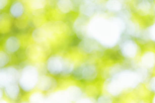 istock summmer out of focus background 500291603