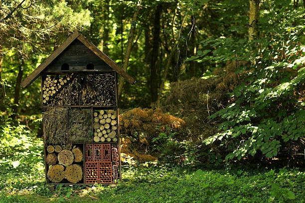 面白いハウスの薪 - forest sunbeam tree light ストックフォトと画像