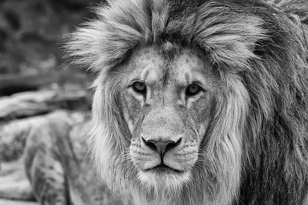 istock Portrait of a Lion 500292079
