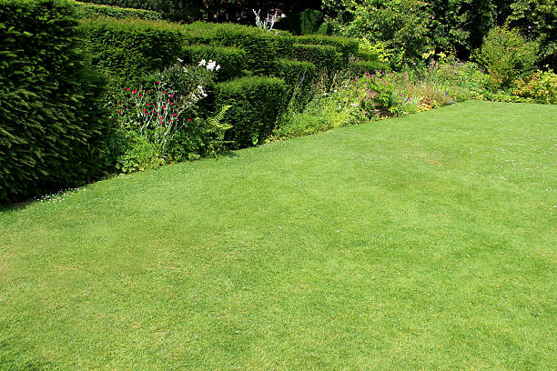 istock Green lawn, fine grass, yew hedge topiary, herbaceous border flowers 500292161