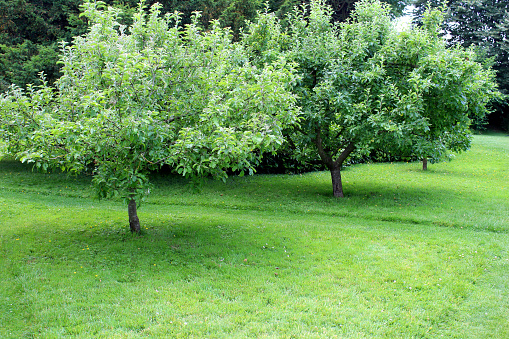 Photo showing a small orchard planted with fruit trees on dwarf root stocks, such as apple, pear and plum trees.  An informal pathway has been created through the orchard, by simply mowing part of the lawn shorter than the rest of the grass.