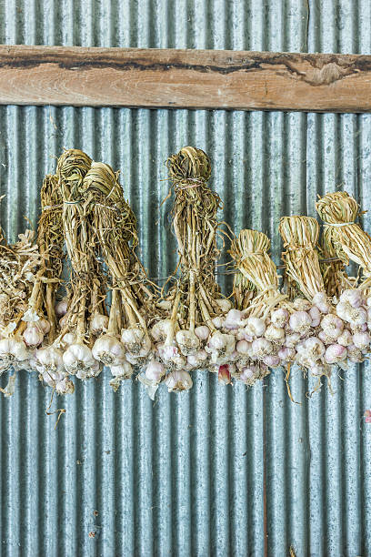 grupo de ajo - garlic hanging string vegetable fotografías e imágenes de stock