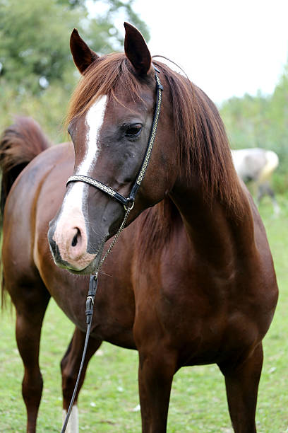 istock Beautiful chestnut horse head on meadow summer time 500292514