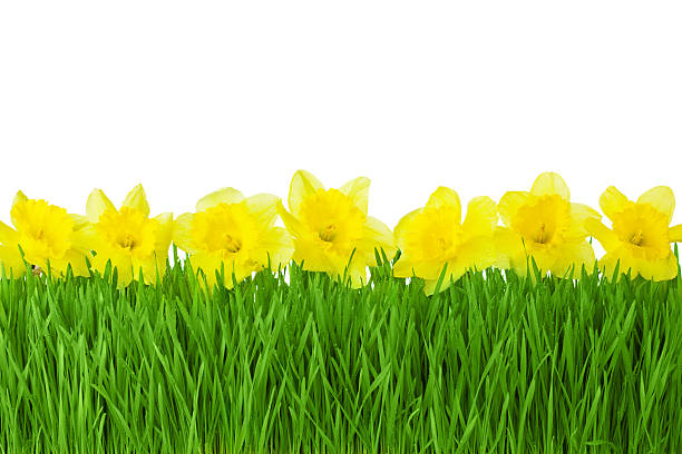 istock Spring border / Yellow Daffodils and green grass isolated 500292637