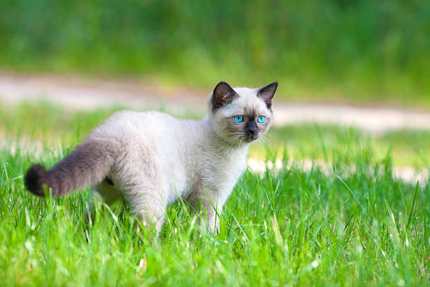 istock Cute siamese kitten walking on the green lawn 500292953
