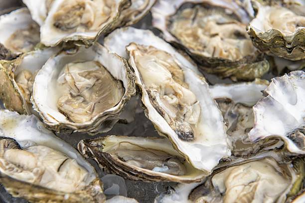 istock man holding oysters in a plate shucked 500292966