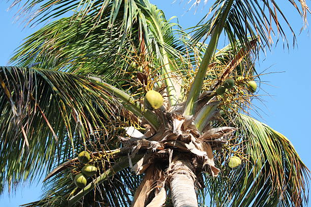 palmeira tropical - trade winds imagens e fotografias de stock