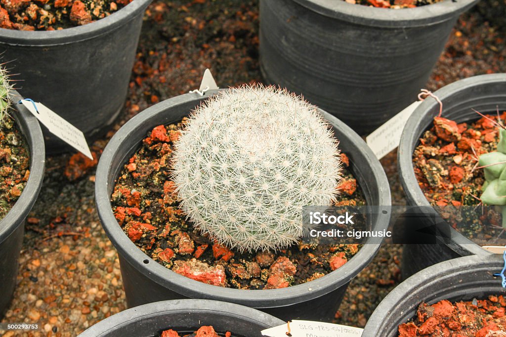 Cactus A little Cactus in a park Arid Climate Stock Photo