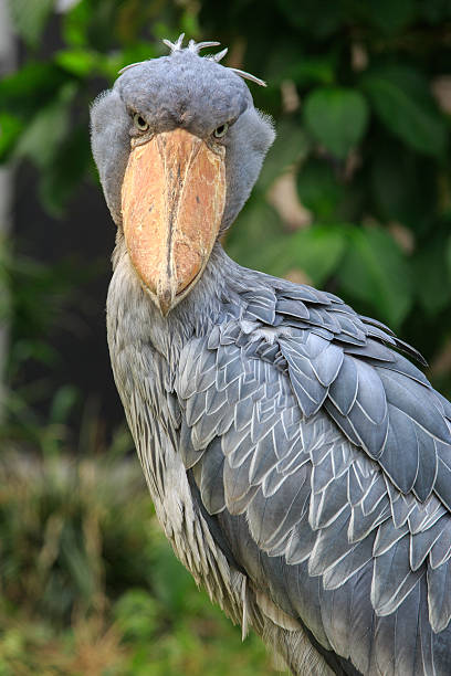 Captive shoebill stork stock photo