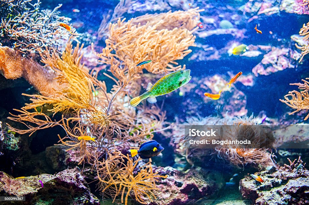 鮮やかなコーラルのコロニーカラフルな珊瑚礁や熱帯魚 - カラフルのロイヤリティフリーストックフォト