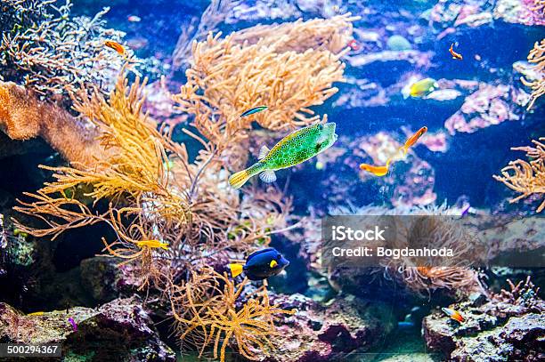 鮮やかなコーラルのコロニーカラフルな珊瑚礁や熱帯魚 - カラフルのストックフォトや画像を多数ご用意 - カラフル, カリブ海, シャルムエルシェイク