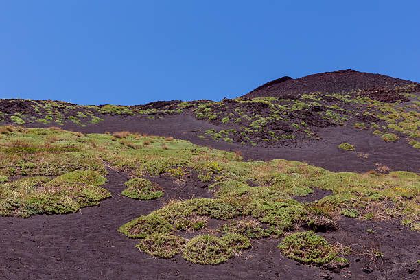 istock Aetna lava field plants 500295134