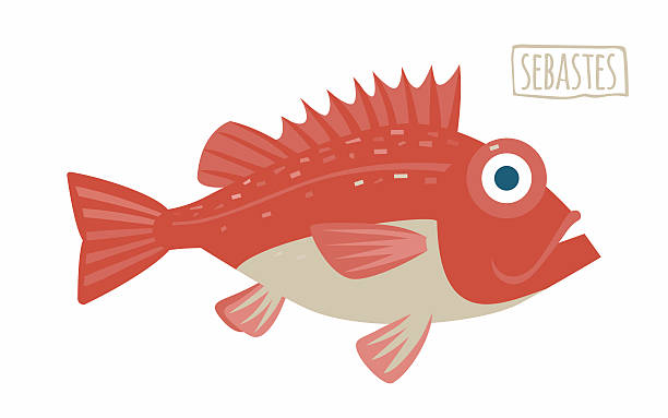 sebastes (wśród tutejszych lokali gastronomicznych znajdują się rockfish - rockfish stock illustrations