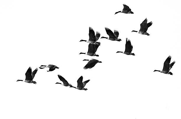 istock Flock of Canada Geese Flying on a White Background 500297960