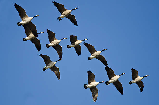 istock Flock of Canada Geese Flying in a Blue Sky 500298298