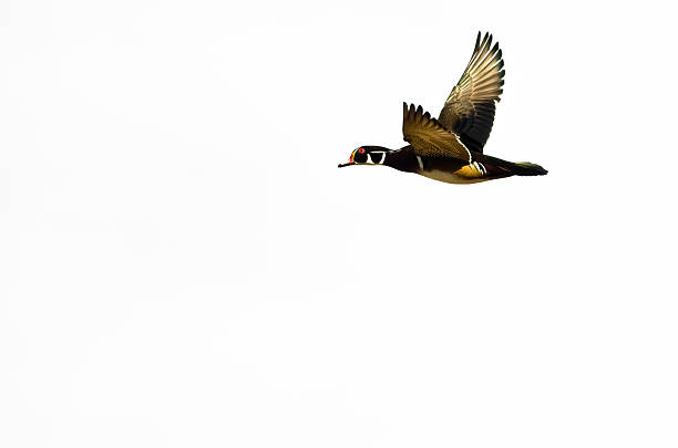 istock Male Wood Duck Flying on a White Background 500298378