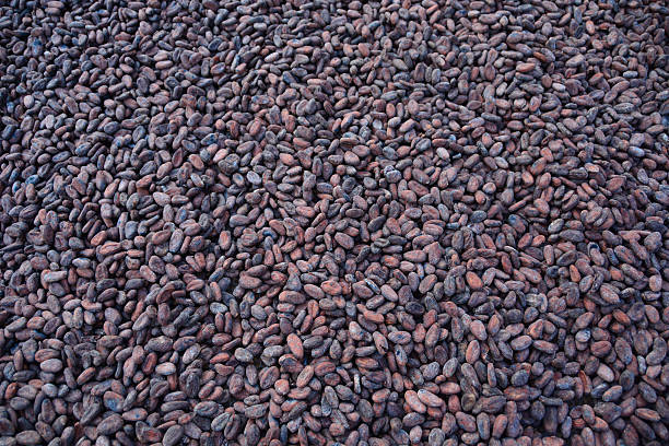 istock fresh natural organic Cocoa Beans 500298512