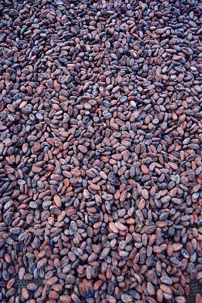 istock fresh natural organic Cocoa Beans 500298560