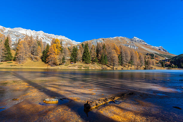 아름다운 호수 palpuogna 가을 - graubunden canton engadine stone larch tree 뉴스 사진 이미지