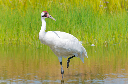 whooping crane or grus americana bird wading with one leg raised in marsh